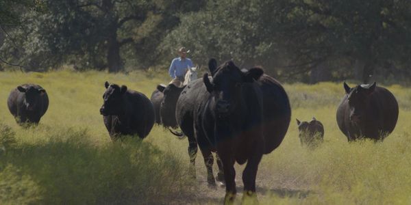 western lifestyle, cowgirl skills, cowboy school, ranch life, wrangling, horses, cows