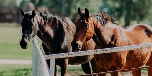 horses, cows, cowboy, cowgirls learn from our instructors at our cowboy school.  Wrangler jobs