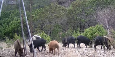 learn to hunt at our cowboy school where we teach ranching, wrangling and working cowboy skills
