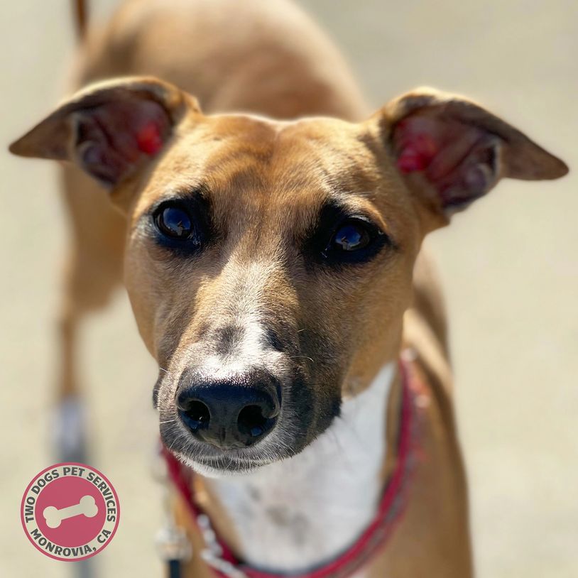 Red and white Whippet with the Two Dogs Pet Services logo.