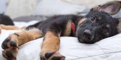 German shepherd puppy relaxing on a bed