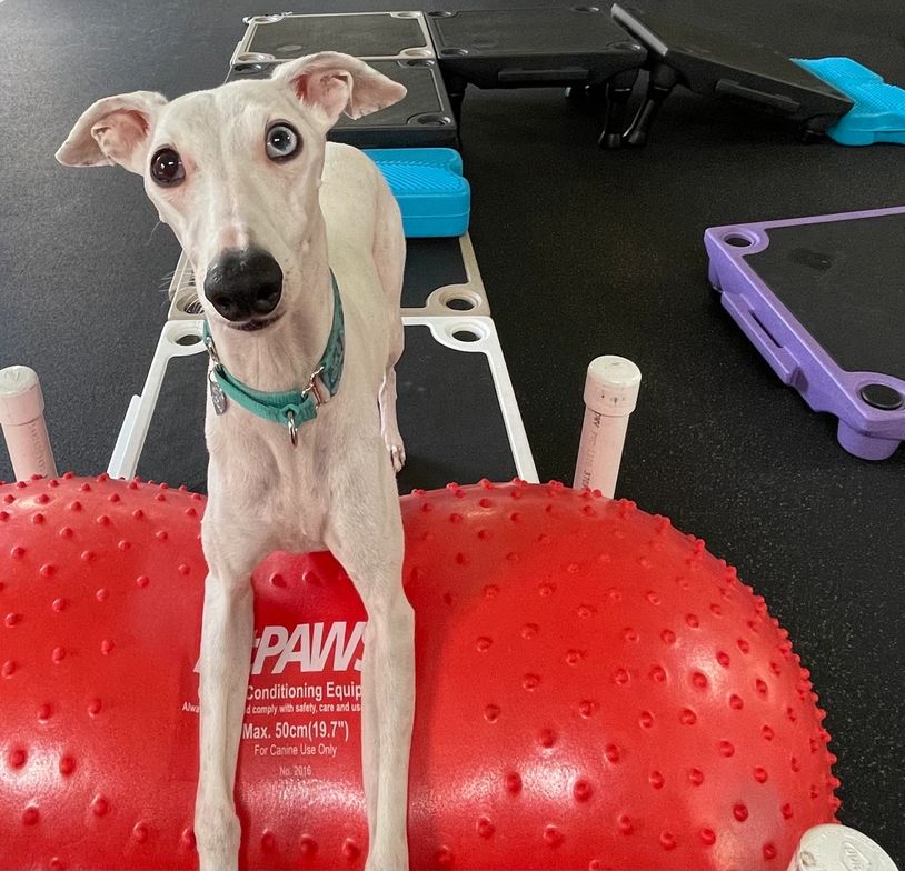 White whippet dog relaxing on a FitPaws Peanut balance ball with Blue-9 Pet Products Klimb platforms