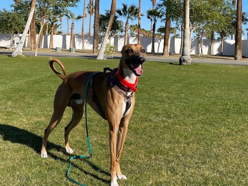 Happy Whippet dog standing in front of palm trees, wearing a harness with long line attached
