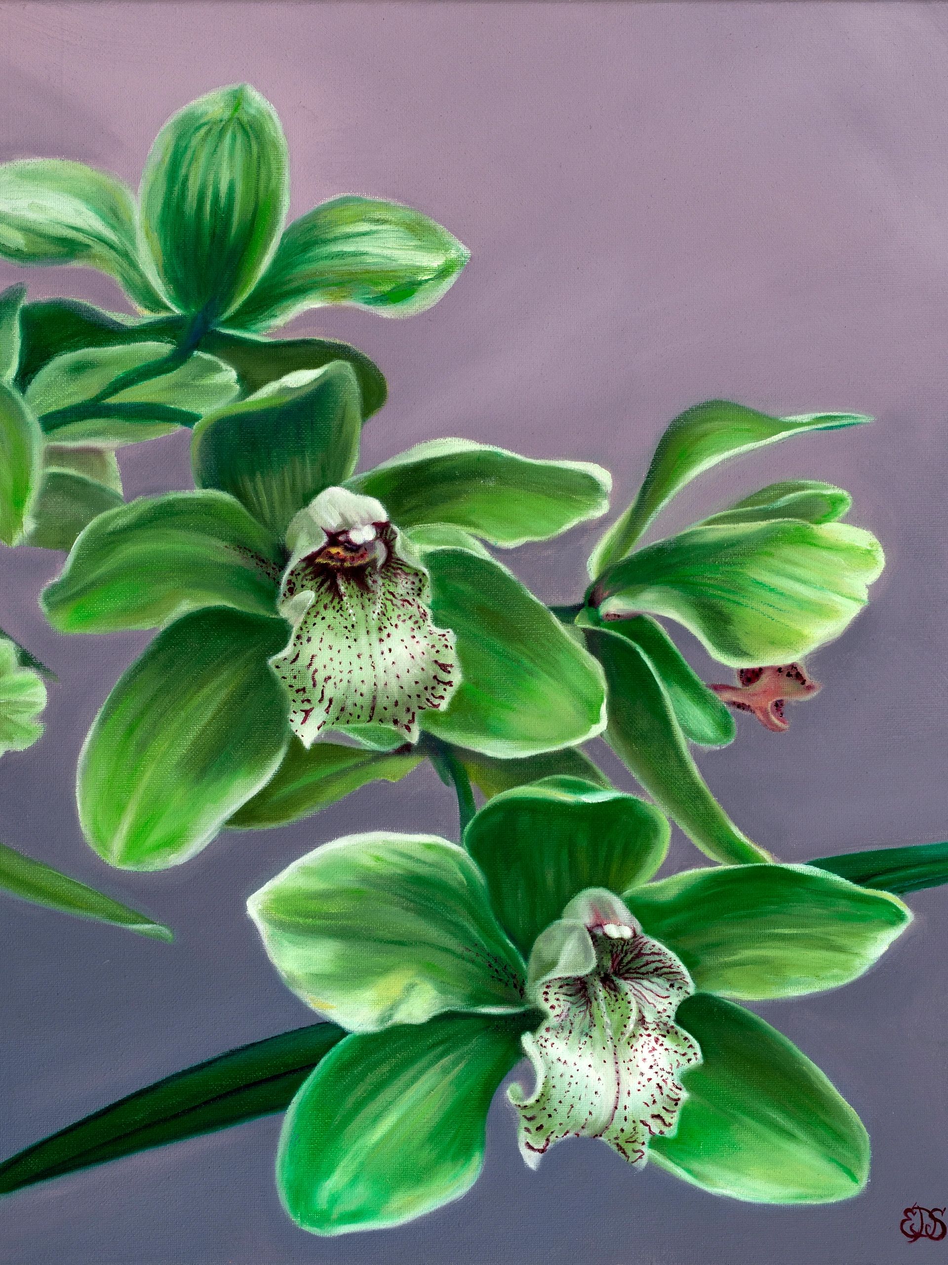 A spray of green orchids