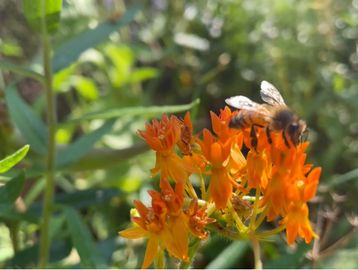 Pollinator plants