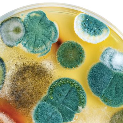 Mold spores in a petri dish