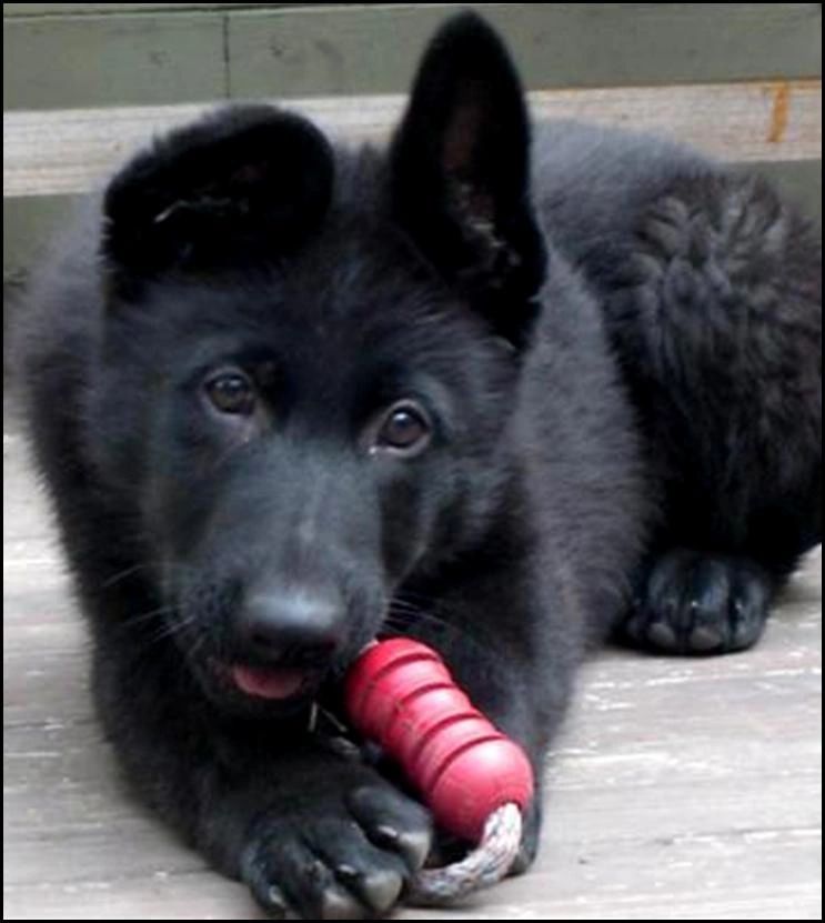 11 weeks German Shepherd puppy - Angus av Stavanger Aka Curly