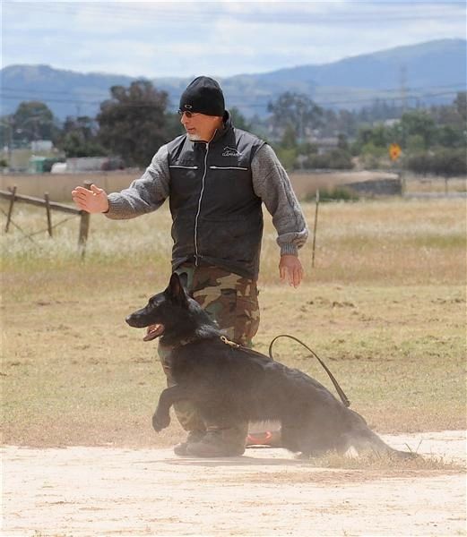 High drive German Shepherd Dog Training - Schutzhund Training Northern California - Blind Search 
