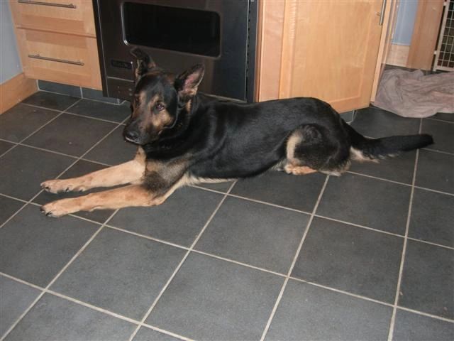 High drive dog in the house - Training go to mat in the house - Alex z Milabru - serious Czech GSD
