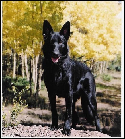 Black Beauty - German Shepherd Female