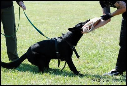Schutzhund Protection Dog - Full Calm Grips - Alexandria Schutzhund Club