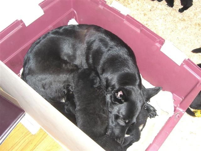 Half crate placed in the whelping box creates a clean area for puppies and mom to sleep 