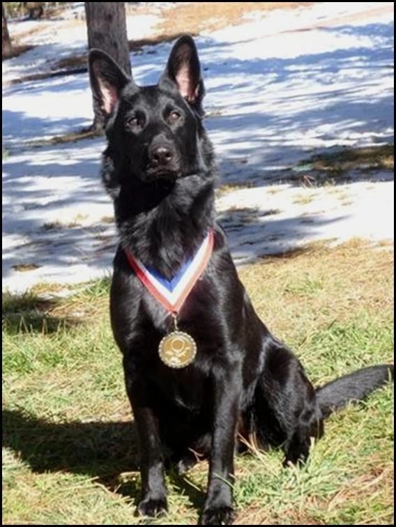Ava av Stavanger earns her Schutzhund BH and CGC - Black German shepherd working dog