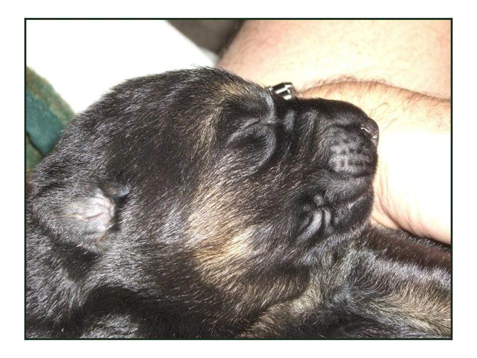 1 1/2 week old Black and Tan German Shepherd Puppy Photo - Kennel Stavanger