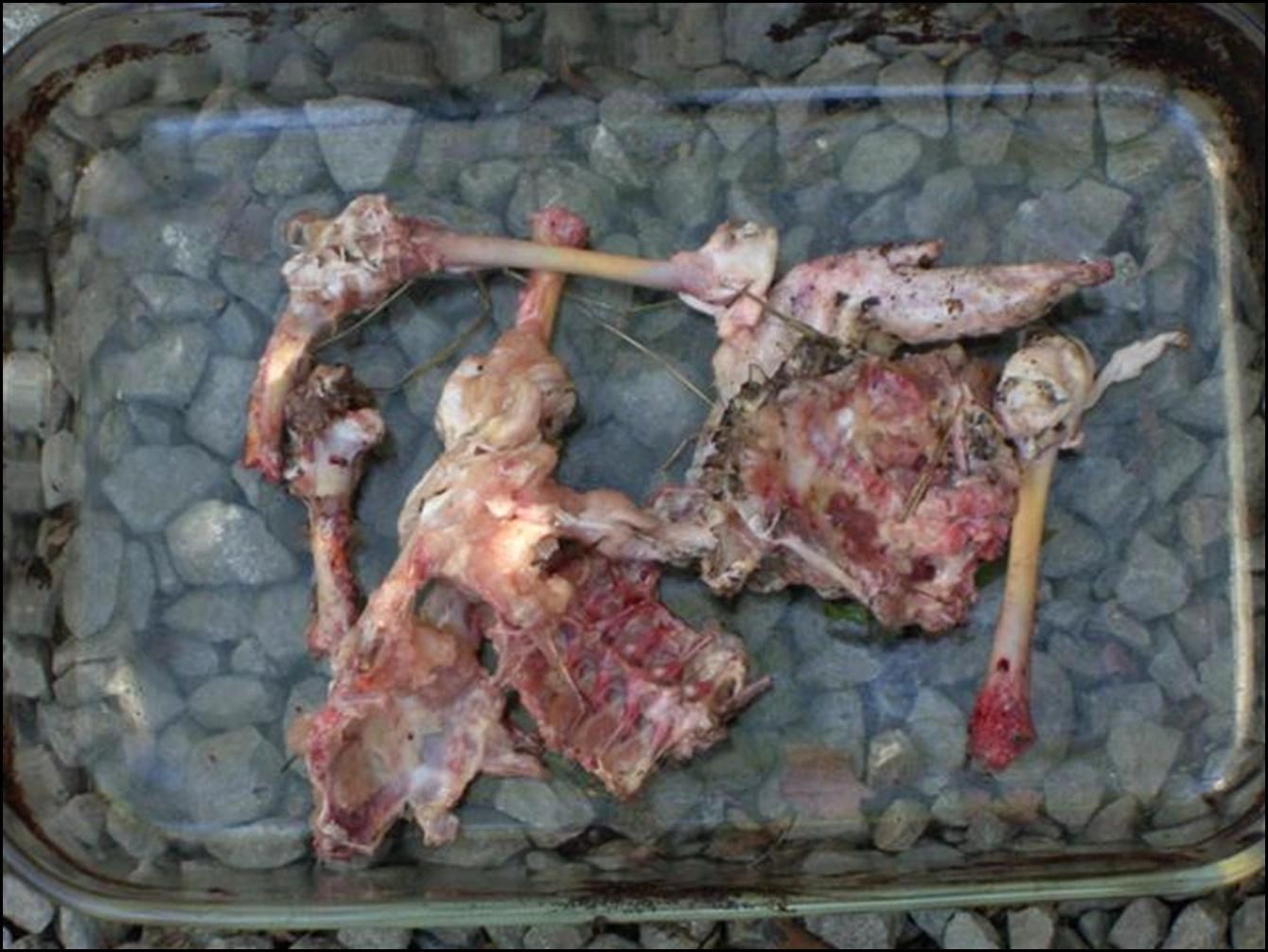 Left over raw chicken from 5 week old German Shepherd puppies - Kennel Stavanger