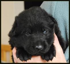 2 week old male german shepherd puppies - Black - Black and Tan