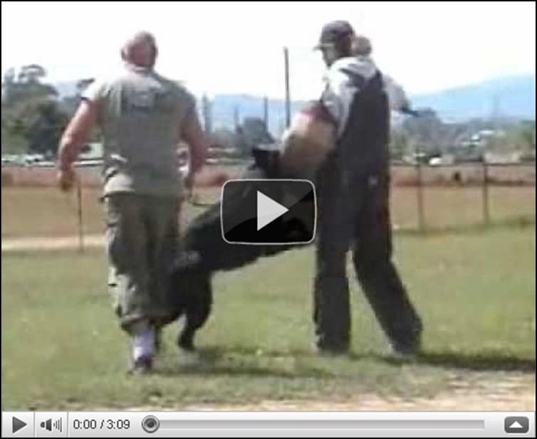 Schutzhund Protection - Control and Focus with DD - Angus av Stavange - Curly