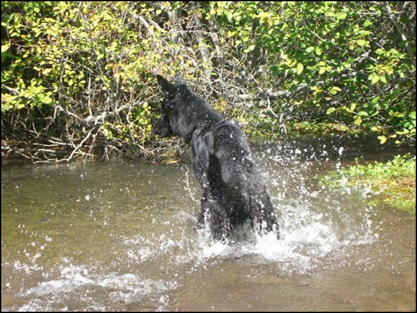 Curly splasing in the river - GSD pup