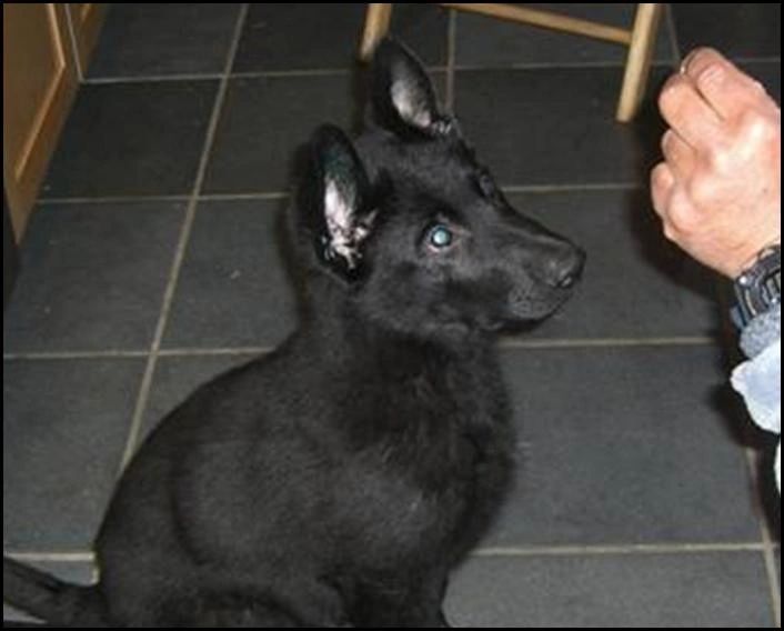 10 week old German Shepherd Puppy Training - Positive Reinforcement - Angus av Stavanger Aka Curly