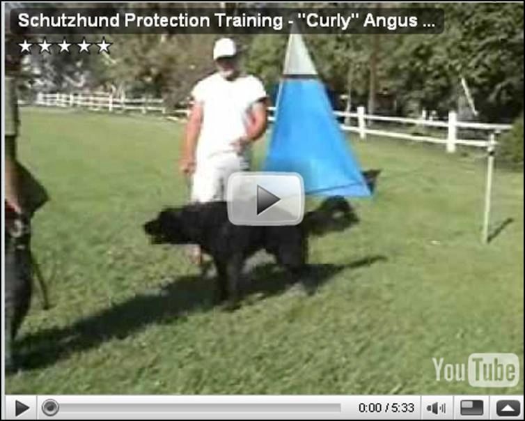 Curly young dog protection training video link