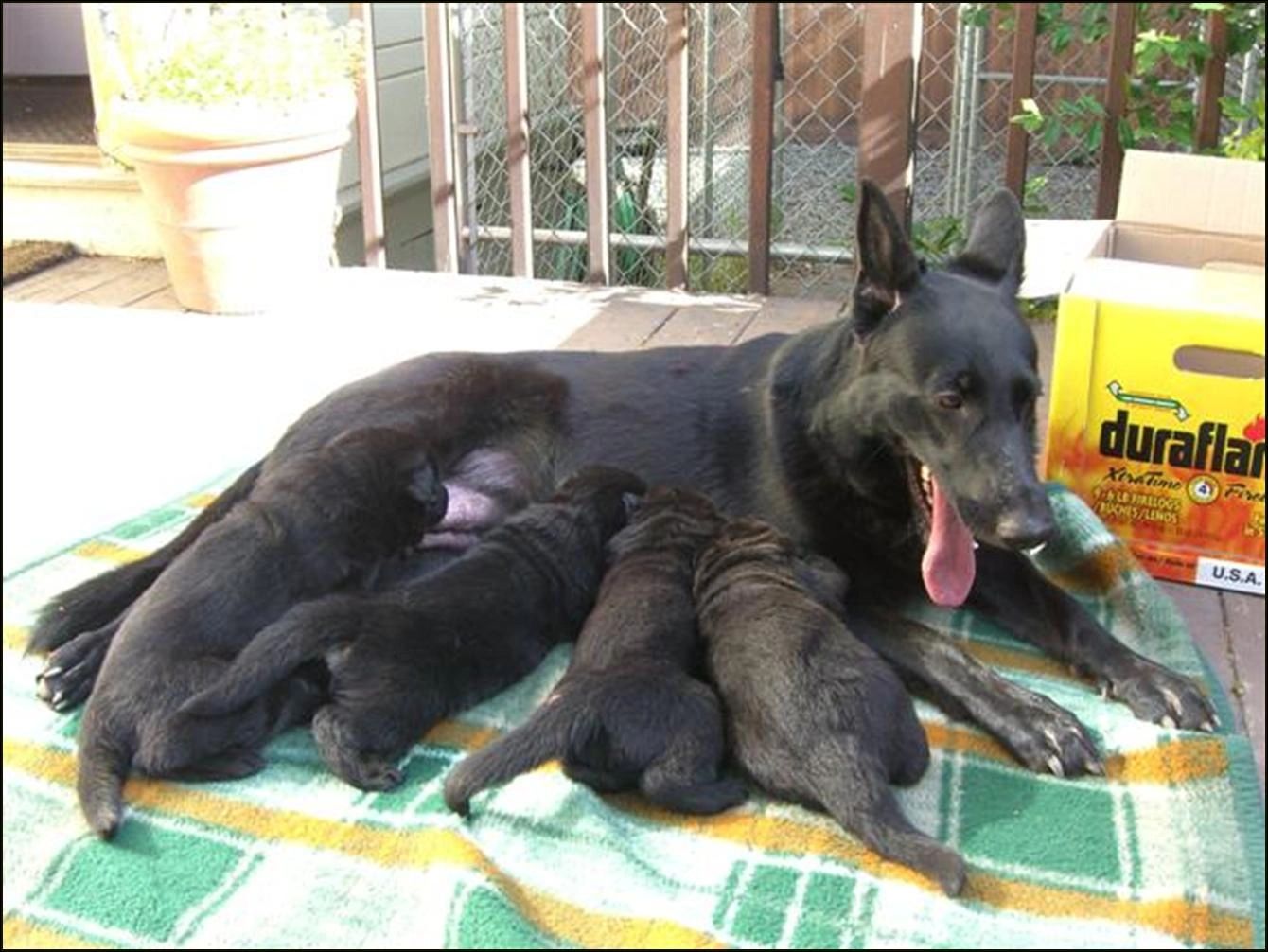 German Shepherd Puppies Nursing - Mother is Gjeter av Xazziam - Kennel Stavanger