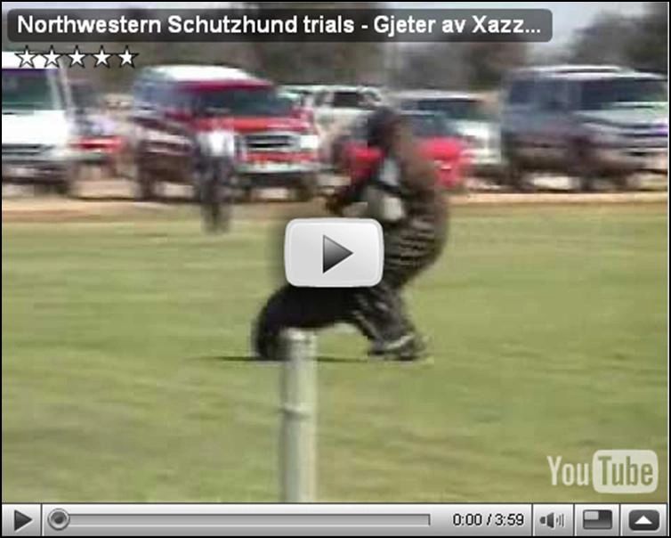 Schutzhund Protection Sampler Video - 8 helpers - one bitch - Gjeter av Xazziam
