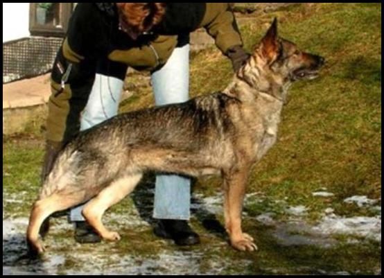 Hera vom Fichtenbrink IPO3 - German Shepherd Schutzhund