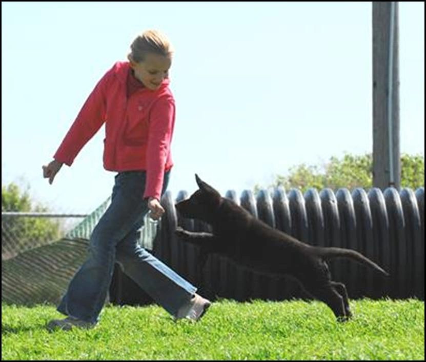 Dog training - luring - imprinting - Menlo Park Schutzhund Club training with Michele Hansen