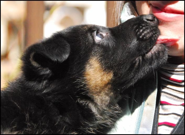 Black and tan German Shepherd puppy giving kisses - Kennel Stavanger