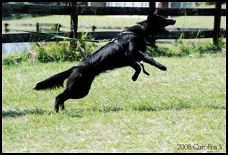 Schutzhund Protection Training - support on a harness