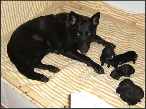 1 day old German Shepherd Puppies - 1 black and Tan 4 Black - Kennel Stavanger Gjeter av Xazziam