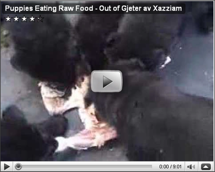 Feeding Puppy Raw Food Youtube video link