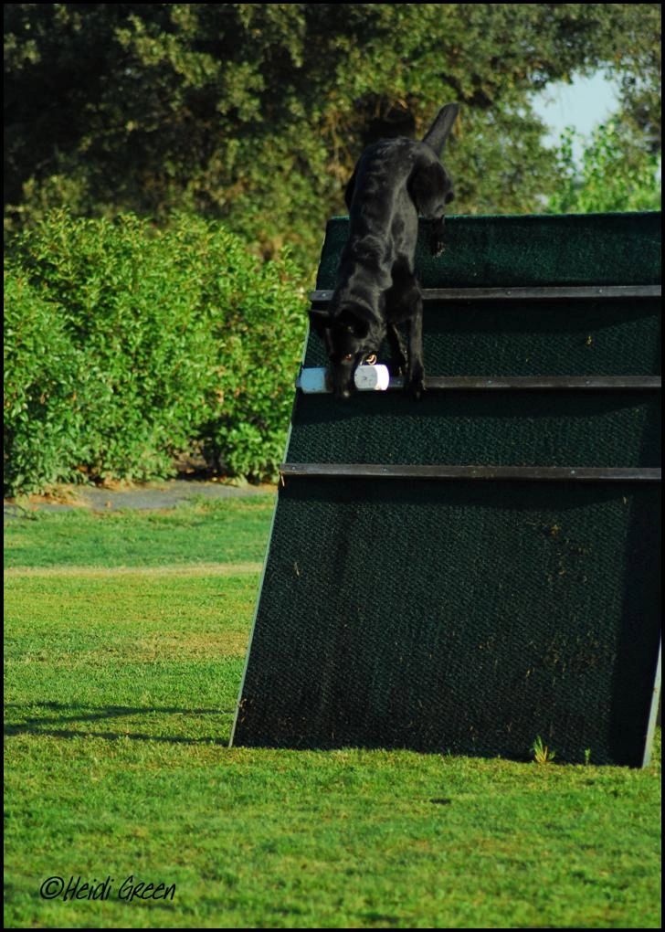 2008 NW Regional - Schutzhund -Retrieve over Wall - Gjeter av Xazziam 