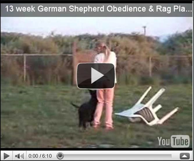 Puppy Sport Obedience Foundation with a child - germanshepherdk9.com