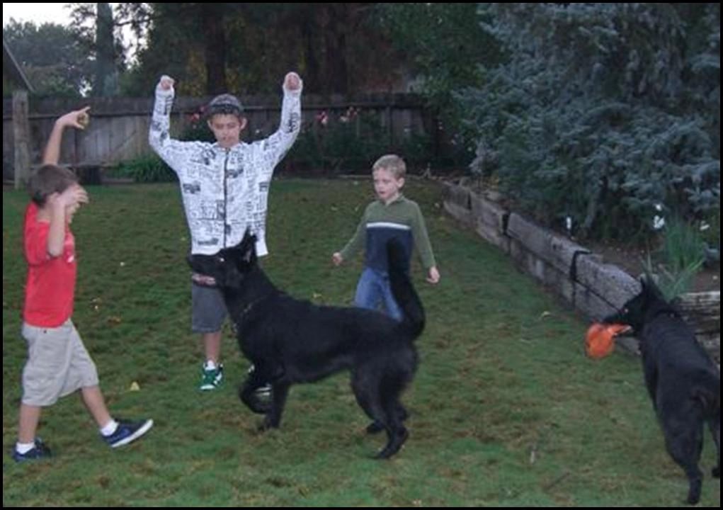 German Shepherds playing with children