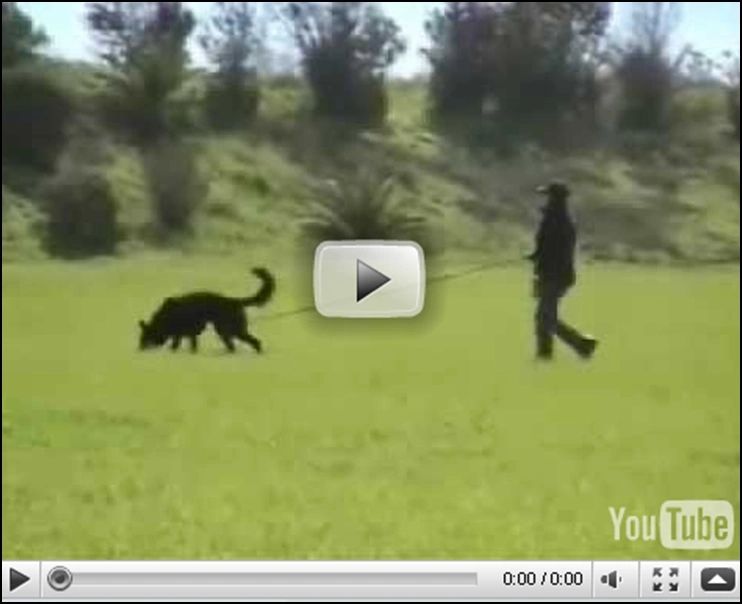 Video Youtube link - Schutzhund tracking video - Alfred av Stavanger Aka Larry