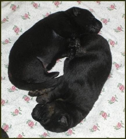 1 week old black and black & tan puppies - Kennel Stavanger