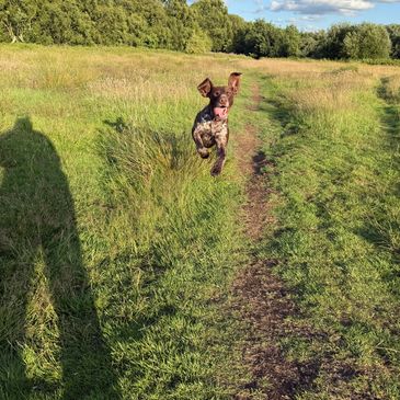 Dog having fun on a walk