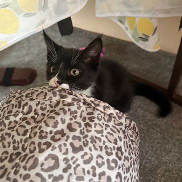 Cat playing with cat sitter