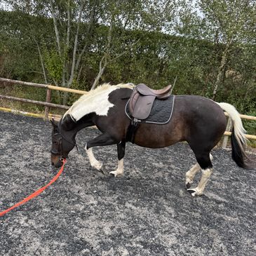 Horse being exercised by mobile groom