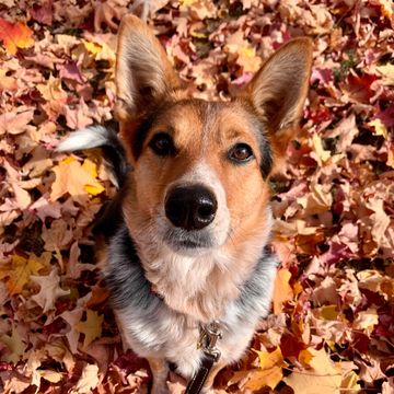 Dog looking at camera with bright leaves in background