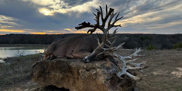 Whitetail Hunts in Texas