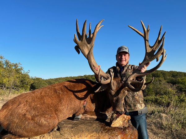 Texas Red Stag Hunts