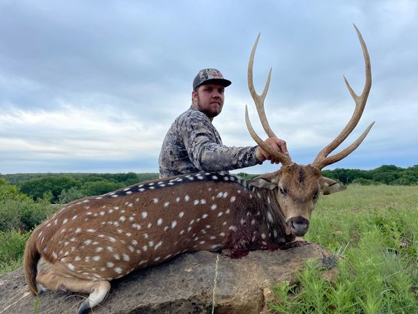 Texas Axis Deer Hunts