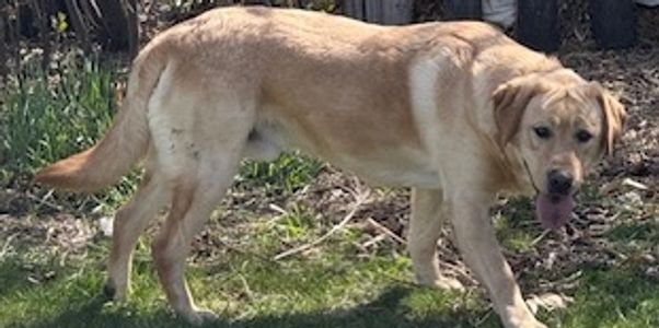 A light brown Labrador retriever walking on grass with its tongue out.