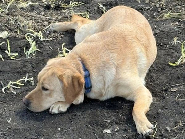 A yellow Labrador dog lying on the soil wearing a blue collar.