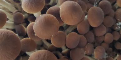 Piopinno Mushrooms