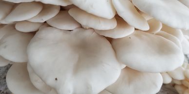 White oyster mushrooms 