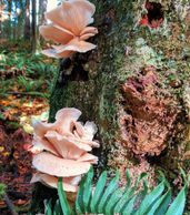 Pink Oyster Mushrooms 