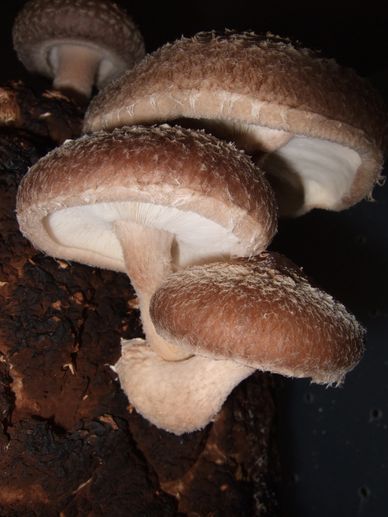 The Shiitake mushroom helps support and strengthen your immune system while reducing inflammation, c